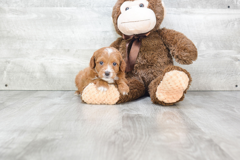 Cavapoo Pup Being Cute