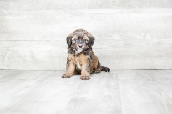 Playful Bernadoodle Poodle Mix Puppy