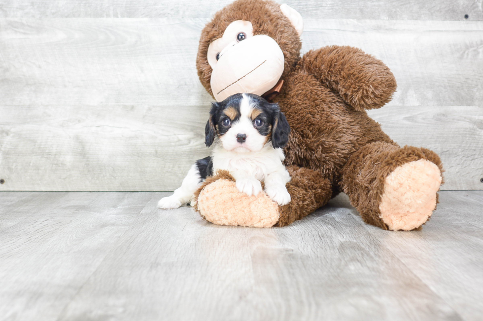 Hypoallergenic Cavalier King Charles Spaniel Purebred Pup