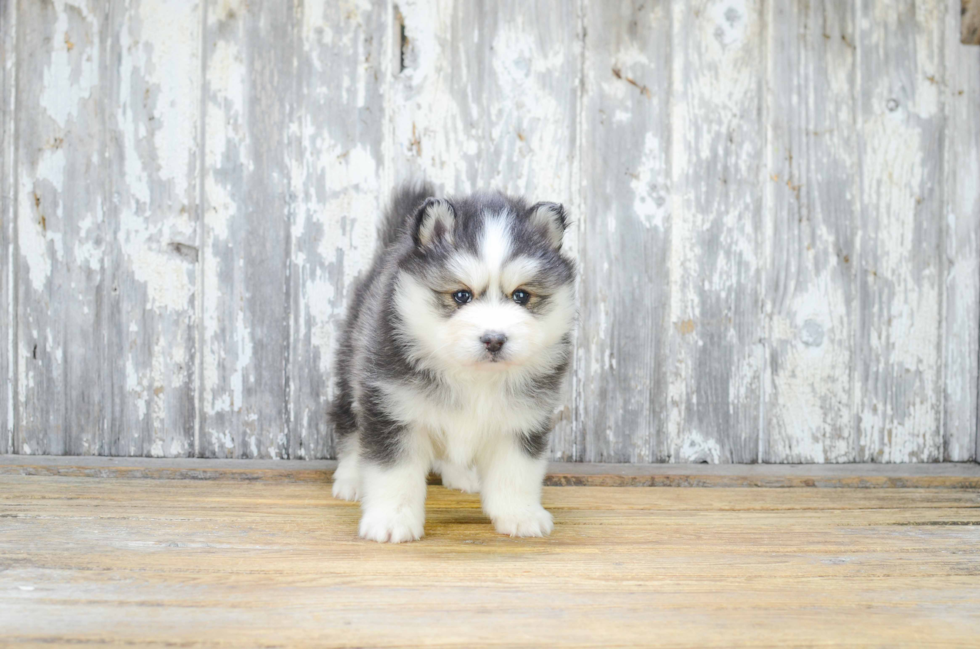 Pomsky Puppy for Adoption