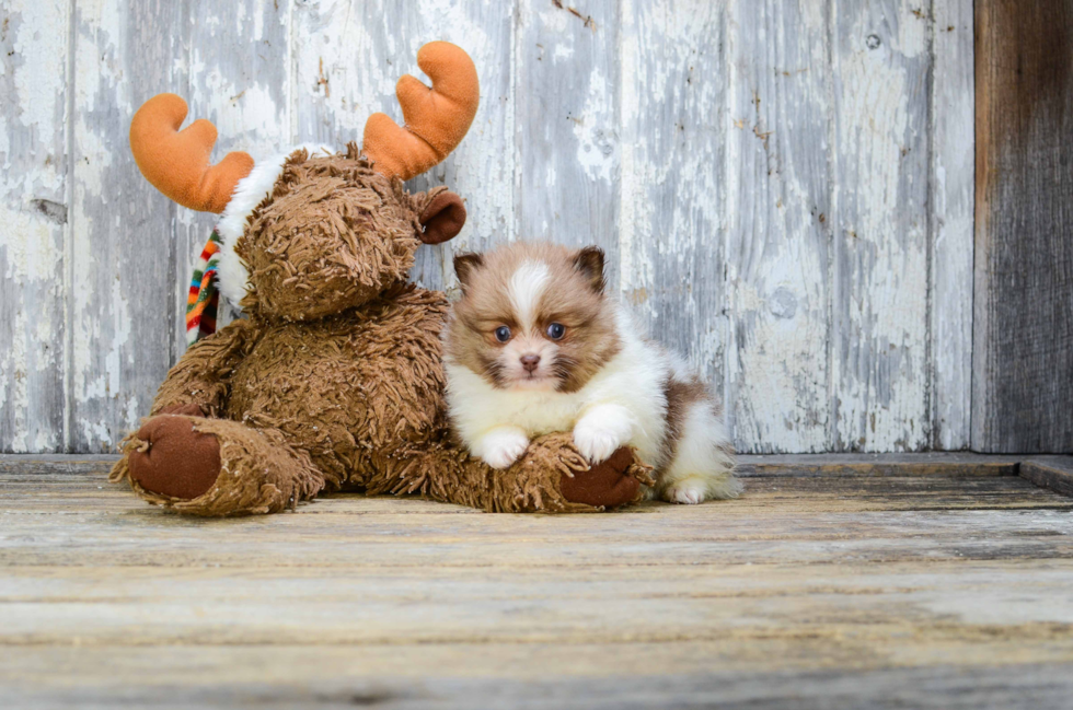 Petite Pomeranian Purebred Puppy