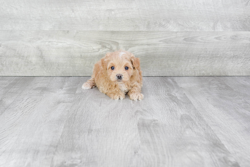 Maltipoo Puppy for Adoption