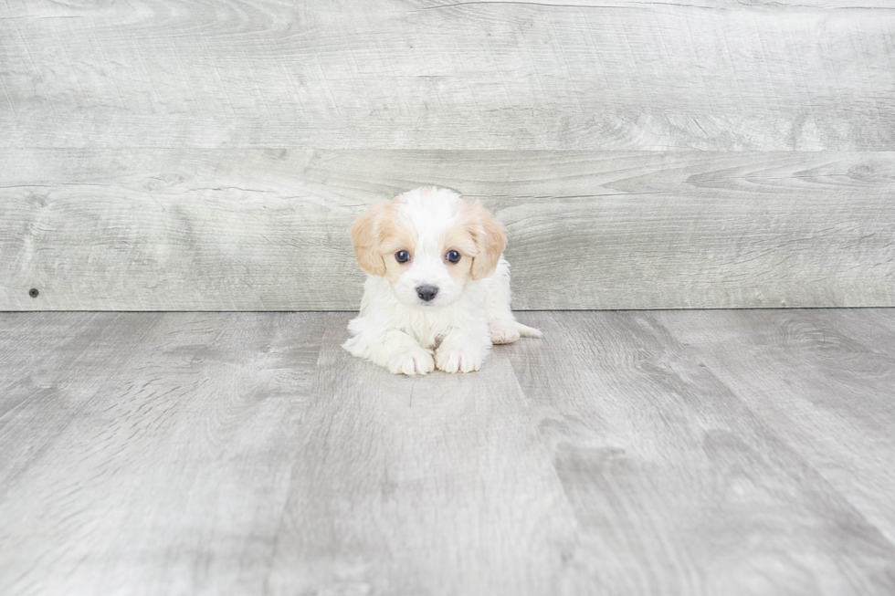 Small Cavachon Baby