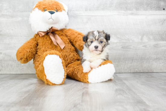 Akc Registered Havanese Baby