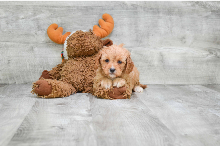 Cavapoo Pup Being Cute