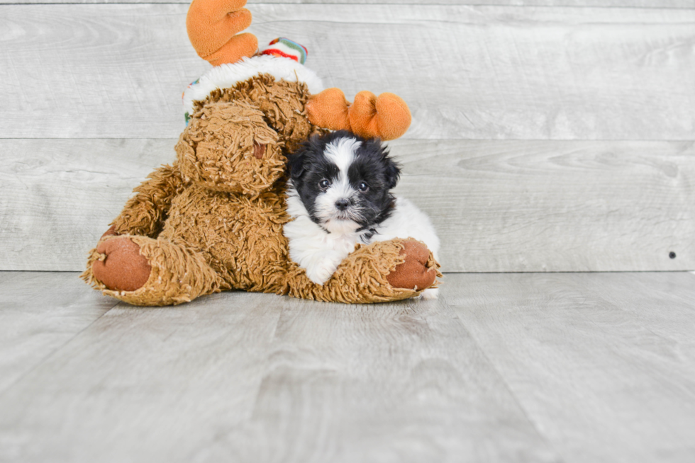 Teddy Bear Pup Being Cute