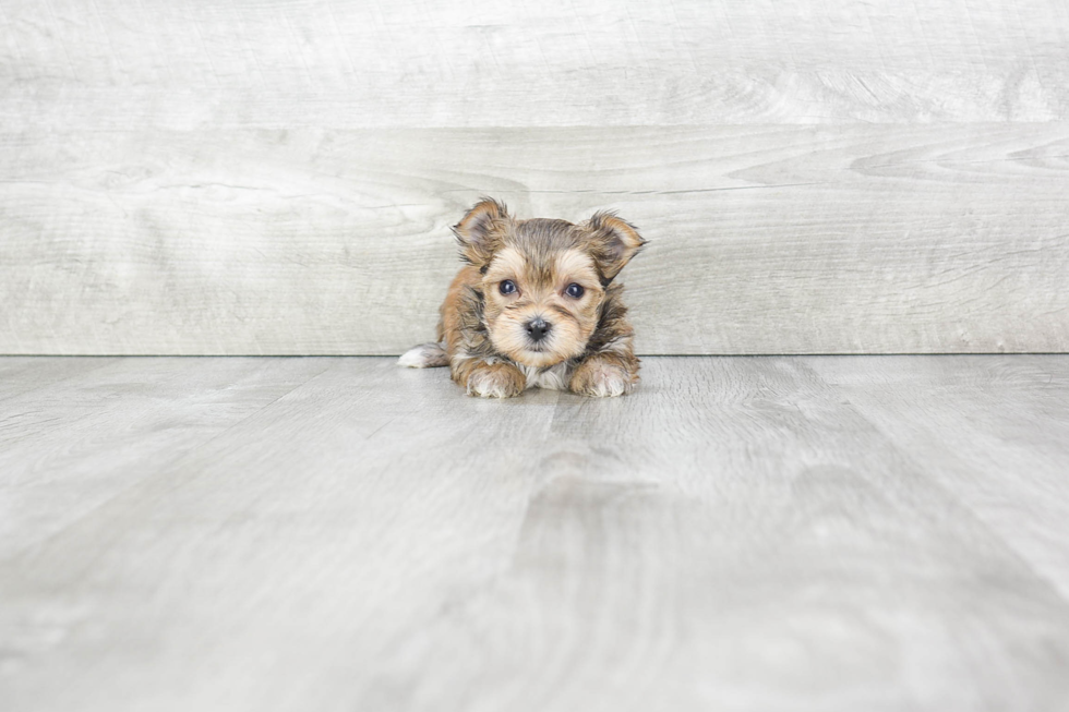 Morkie Pup Being Cute