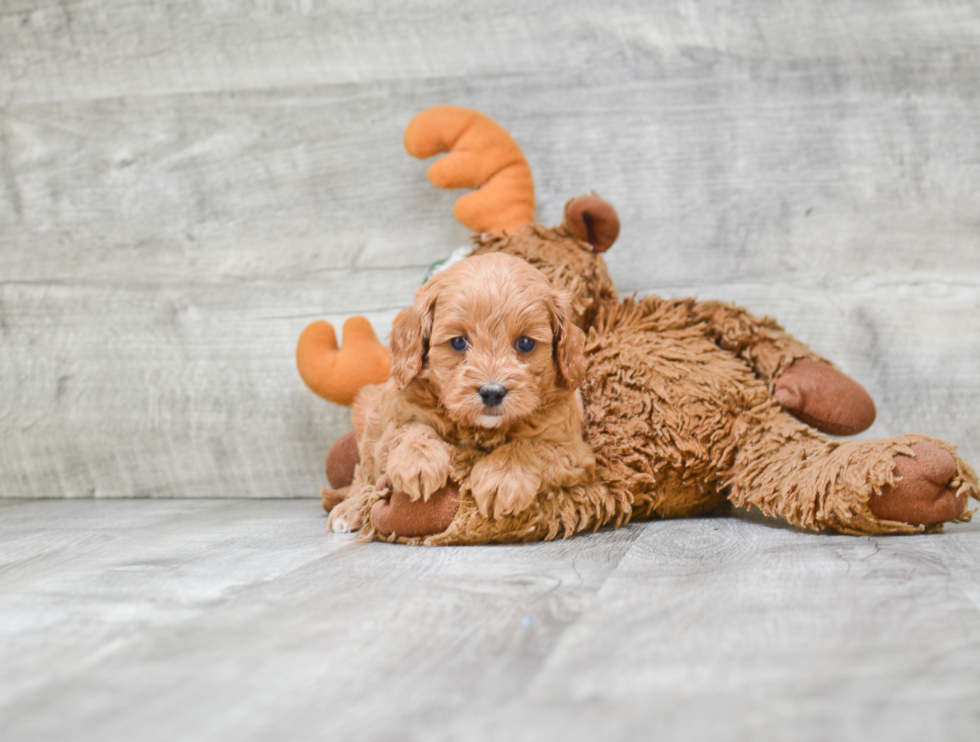 Funny Cavapoo Poodle Mix Pup