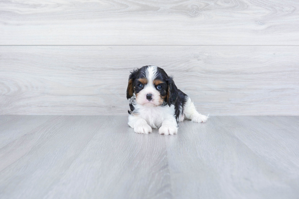 Popular Cavalier King Charles Spaniel Purebred Pup