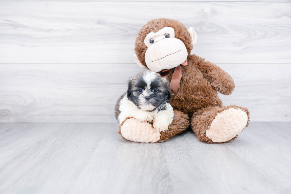 Teddy Bear Pup Being Cute