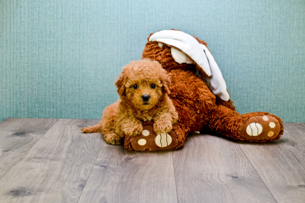 Little Cavoodle Poodle Mix Puppy