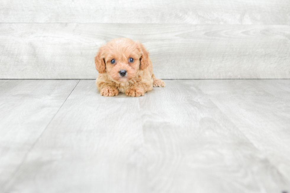 Cavapoo Pup Being Cute