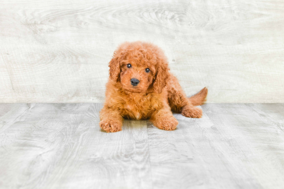 Mini Goldendoodle Puppy for Adoption