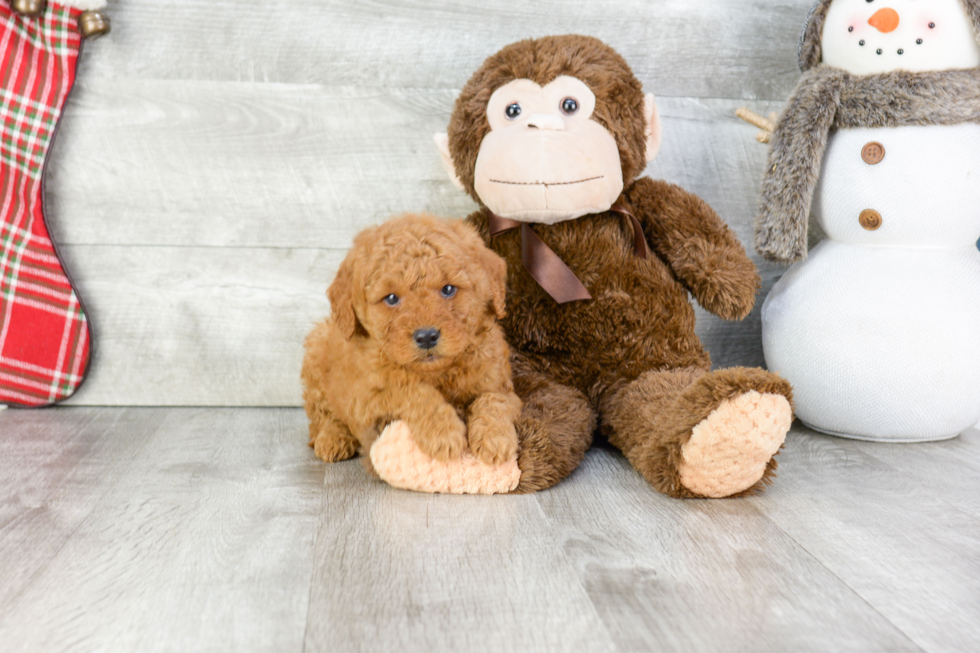 Friendly Mini Goldendoodle Baby