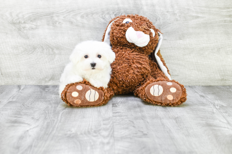 Maltese Pup Being Cute