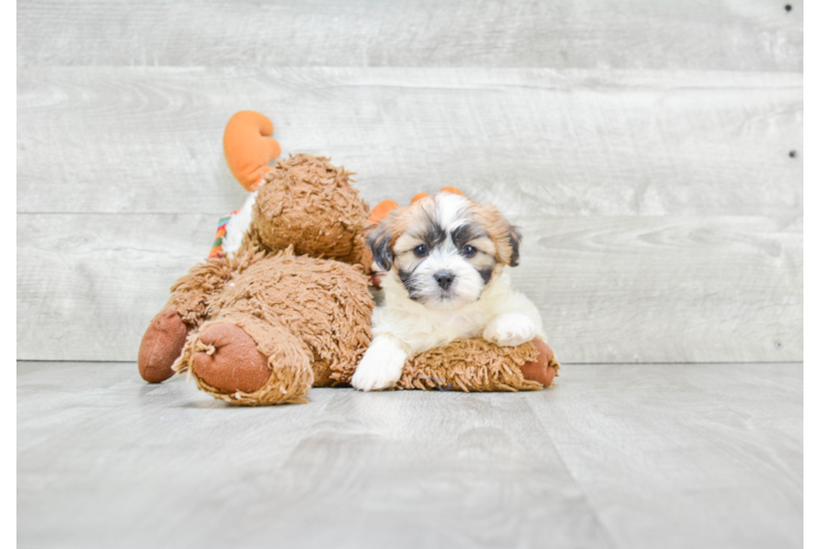 Teddy Bear Pup Being Cute