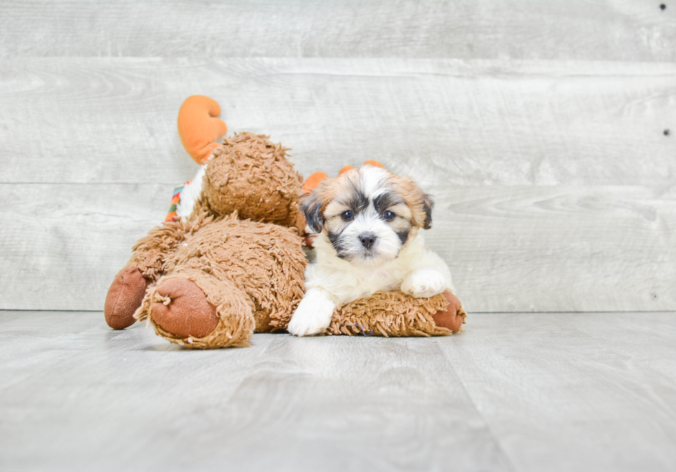 Teddy Bear Pup Being Cute