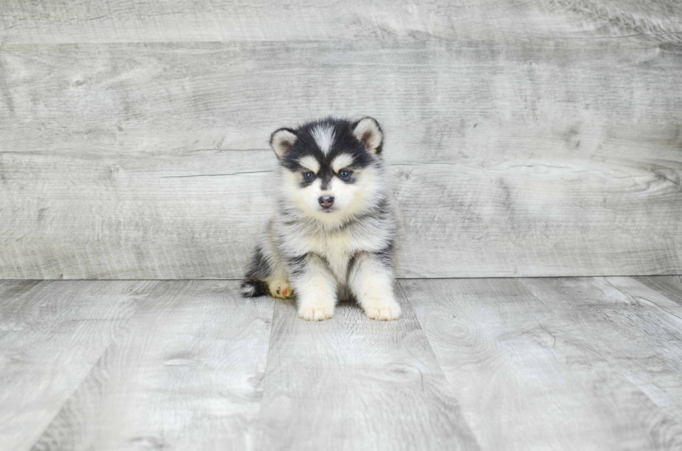 Pomsky Pup Being Cute