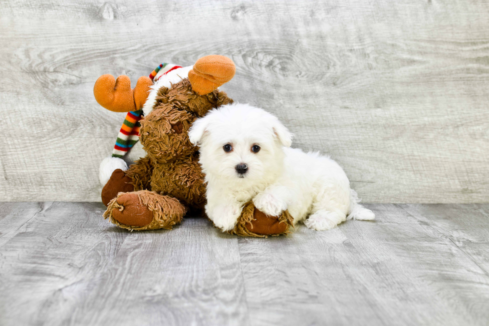 Best Maltese Baby