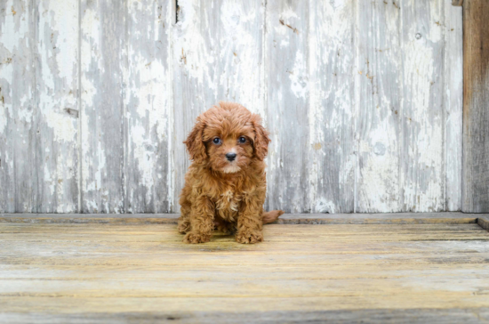 Cavapoo Pup Being Cute