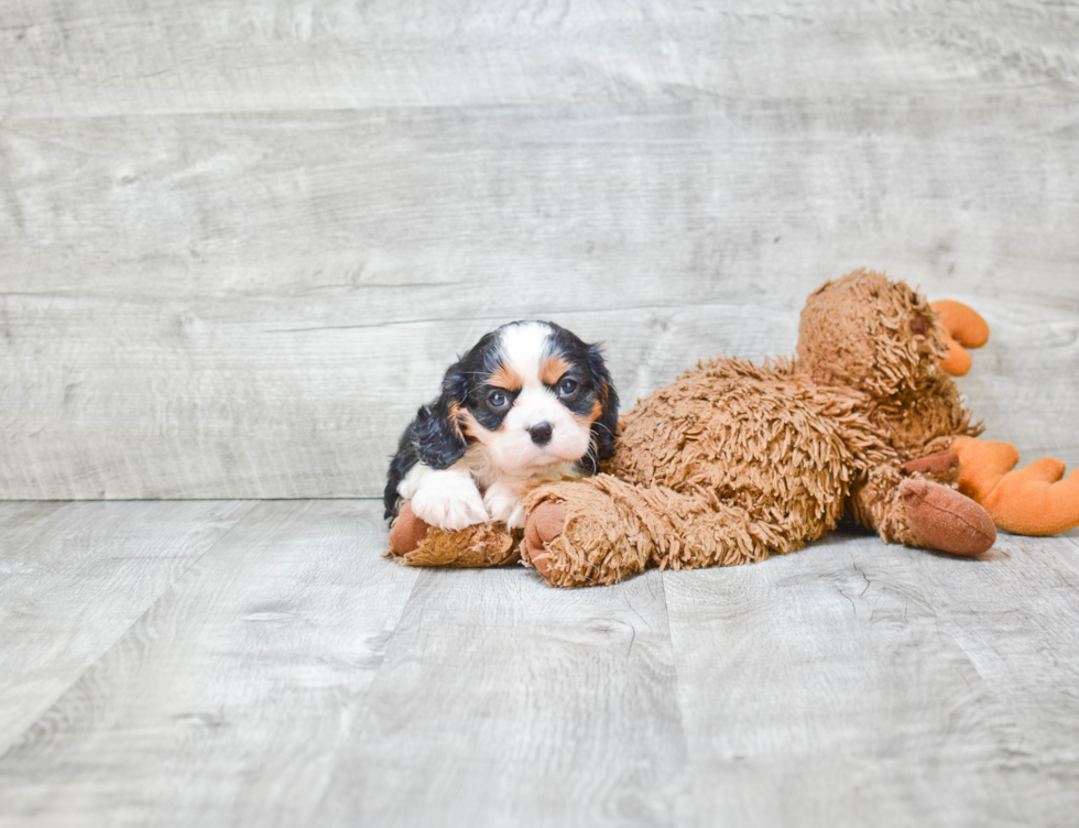 Akc Registered Cavalier King Charles Spaniel Baby