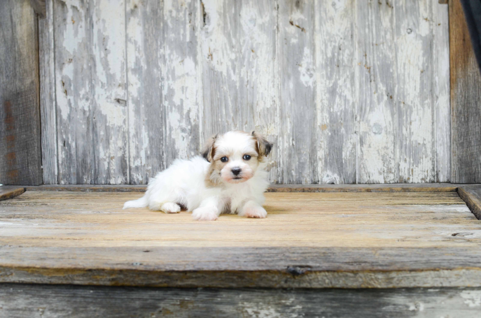 Cute Teddy Bear Baby