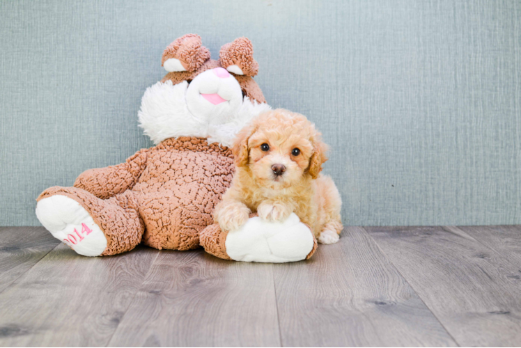 Happy Maltipoo Baby