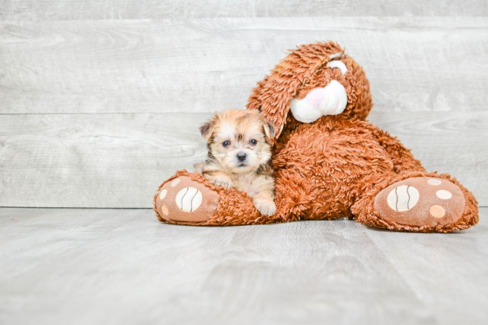 Best Morkie Baby