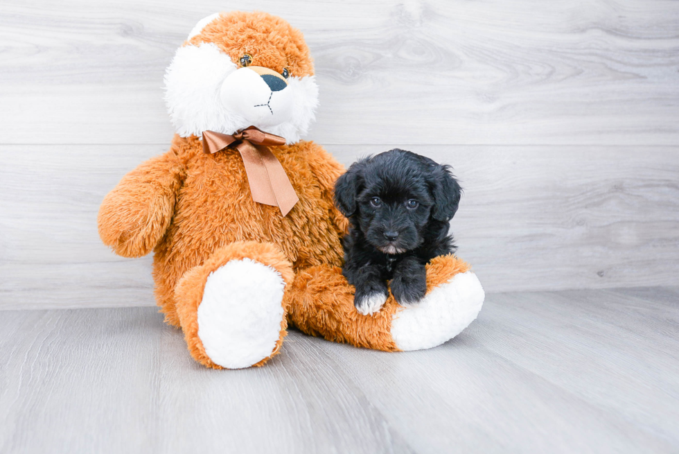 Happy Havanese Purebred Puppy