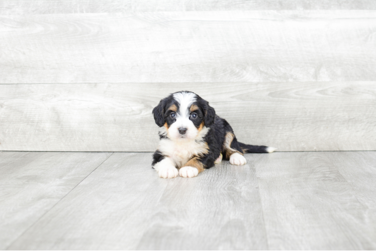 Best Mini Bernedoodle Baby