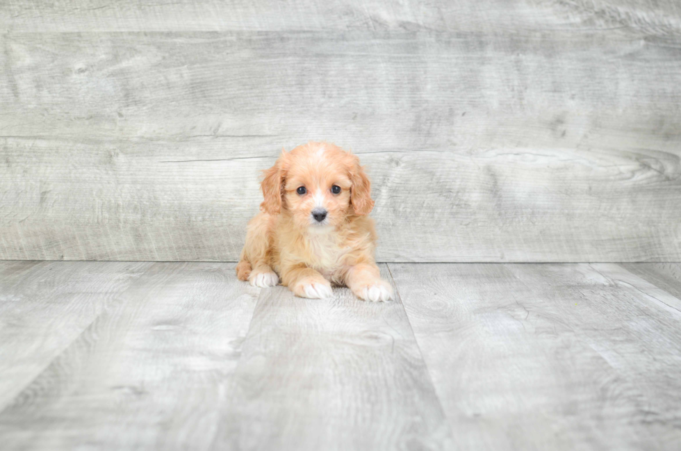 Cavapoo Pup Being Cute