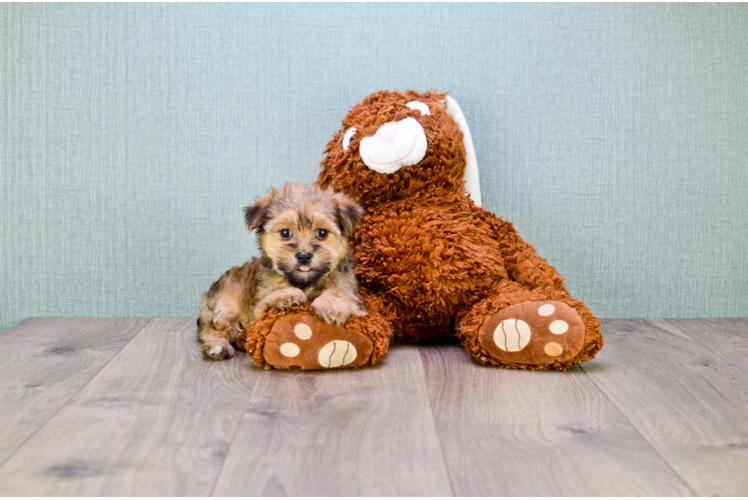 Energetic Yorkie Designer Puppy