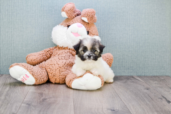 Best Havanese Baby