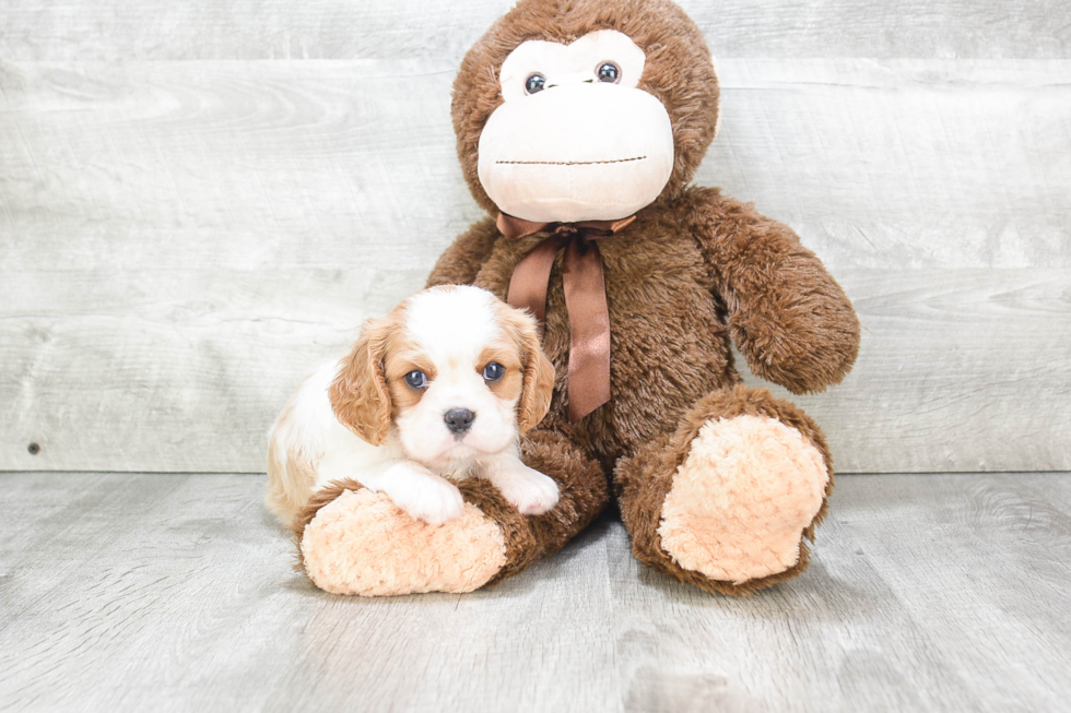 Funny Cavalier King Charles Spaniel Purebred Pup