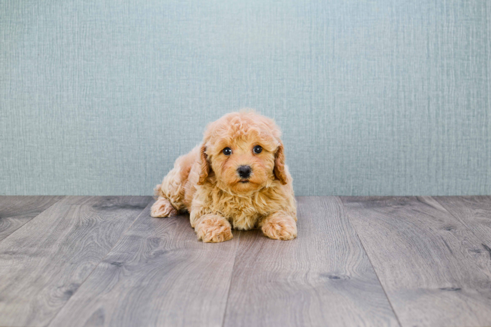 Fluffy Cavapoo Poodle Mix Pup