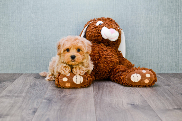 Maltipoo Puppy for Adoption