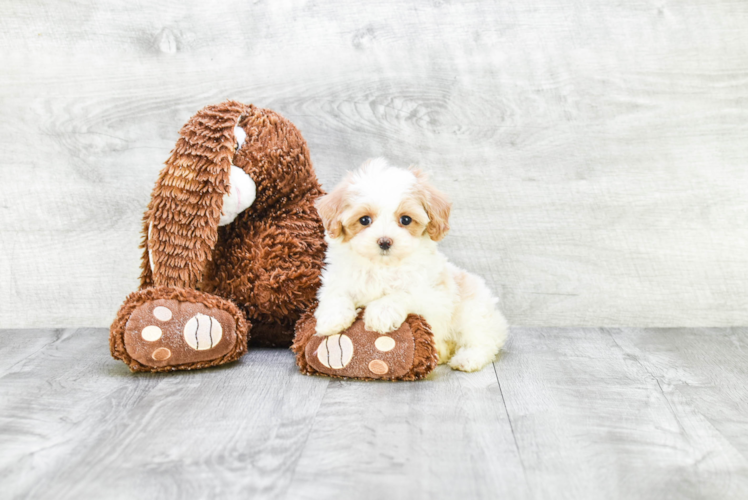 Friendly Cavapoo Baby