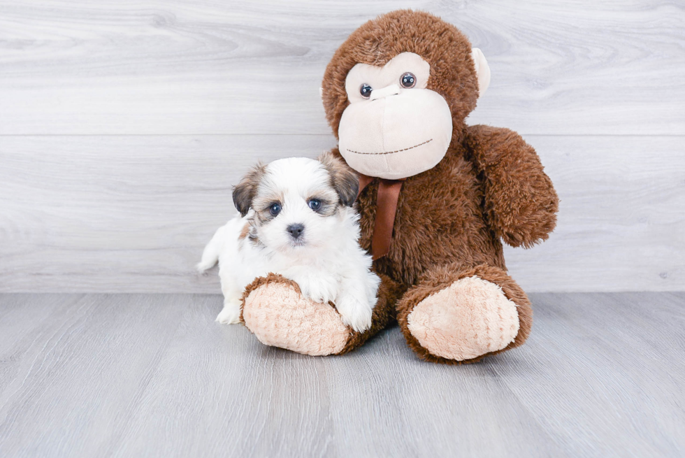 Funny Teddy Bear Designer Pup