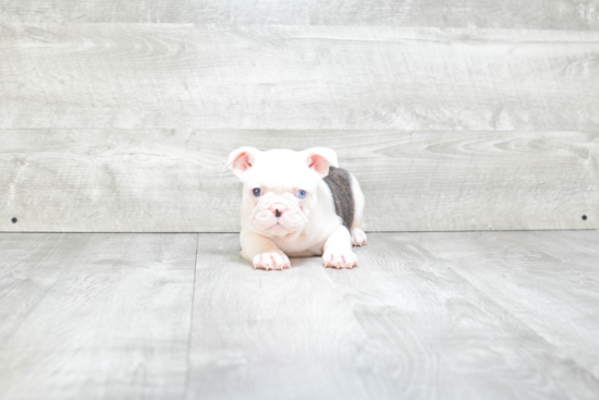 French Bulldog Puppy for Adoption