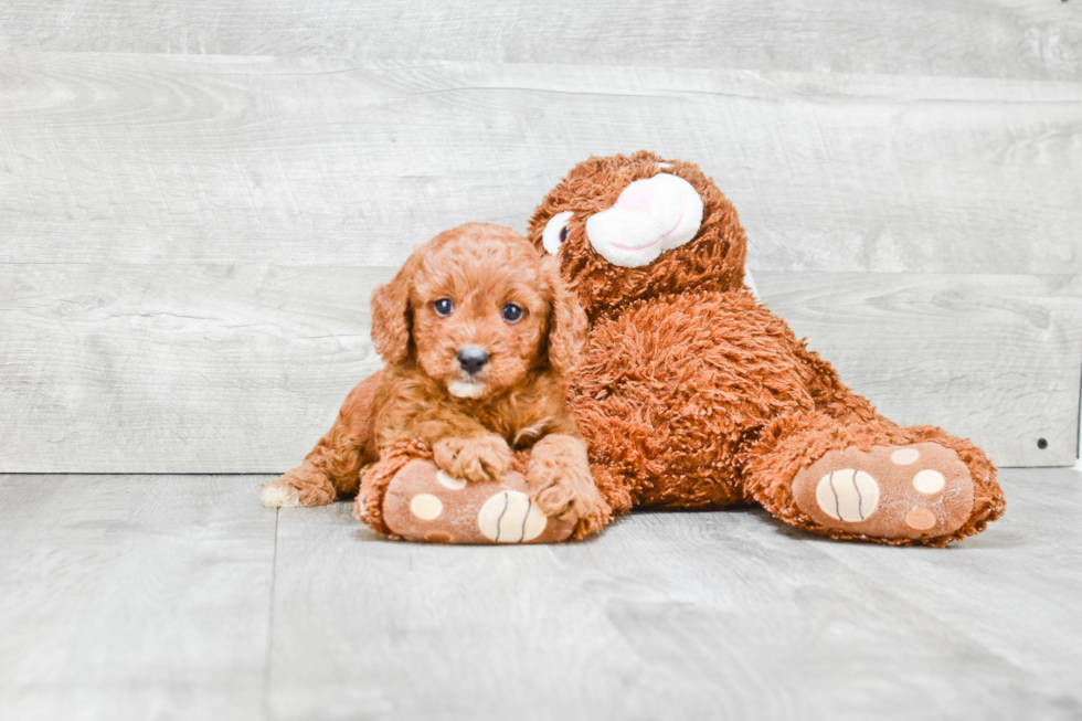 Cavapoo Pup Being Cute