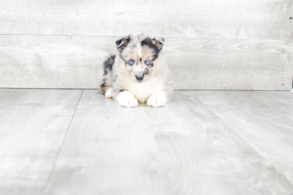 Pomsky Pup Being Cute