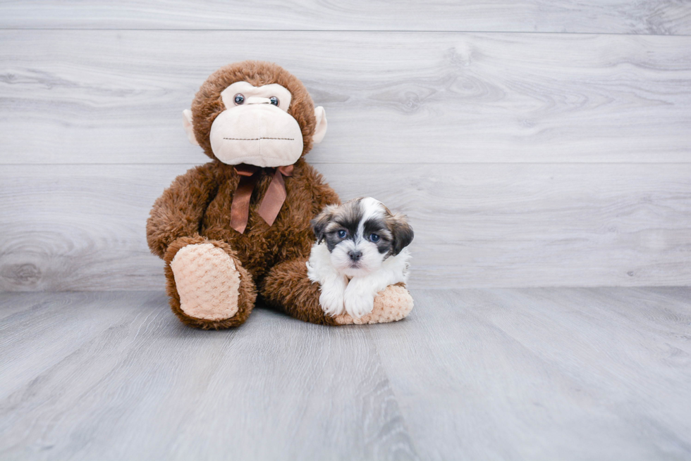 Funny Teddy Bear Designer Pup