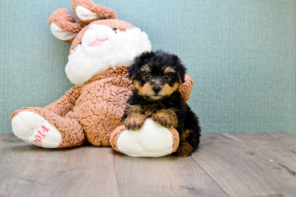 Petite Yorkie Poo Poodle Mix Pup