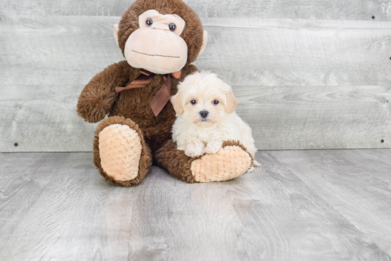 Playful Maltese Poodle Poodle Mix Puppy