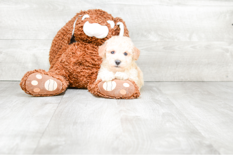 Maltipoo Pup Being Cute