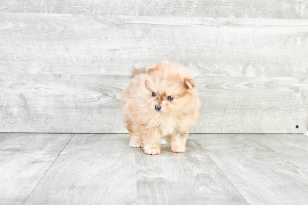 Akc Registered Pomeranian Baby