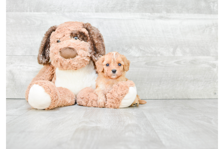 Best Cavapoo Baby