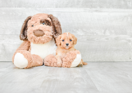 Best Cavapoo Baby