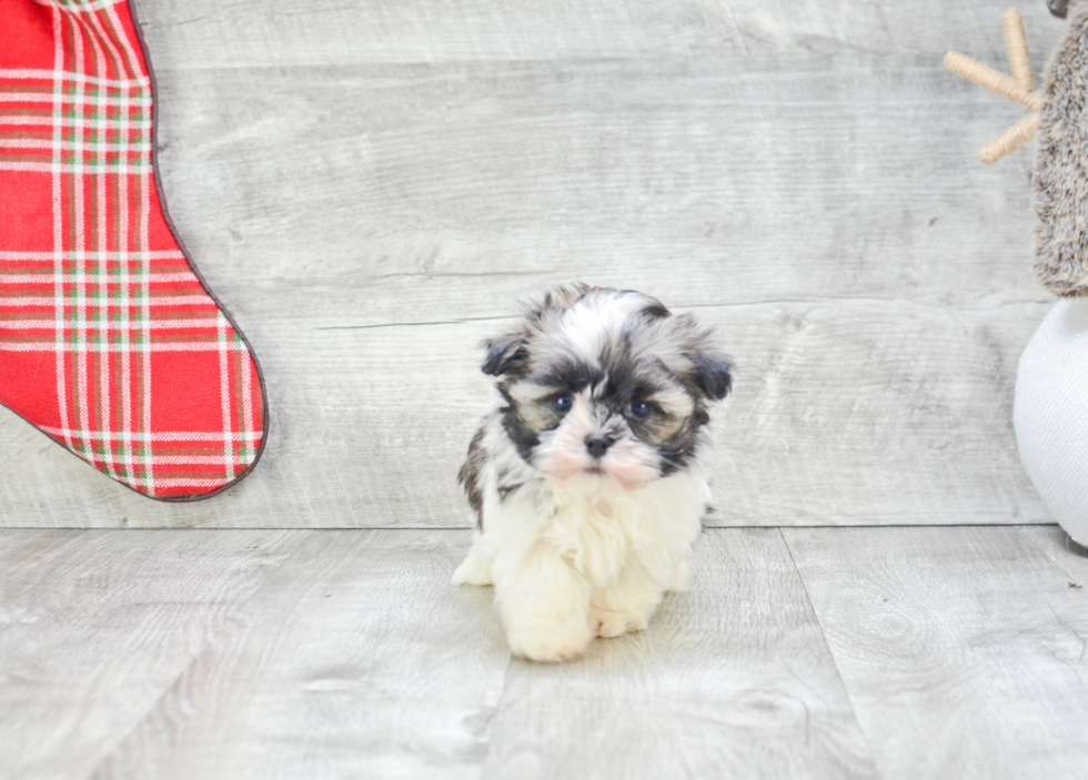 Popular Havanese Baby