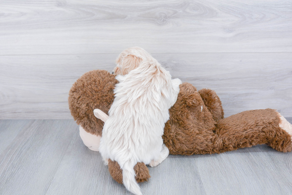 Maltipoo Pup Being Cute